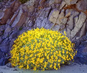 Brittlebush Prints: USA; California; Brittlebush wildflowers in Anza Borrego Desert State Park