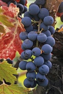 USA, California. Detail of Cabernet Savignon grapes on the vine in Napa Valley. Credit as