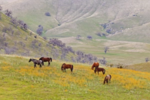 Images Dated 16th March 2012: USA, California, Caliente. Horses in meadow