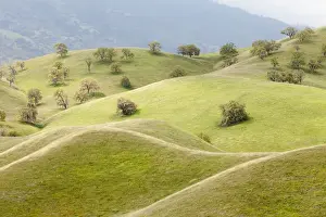 Oak Tree Prints: USA, California, Caliente. Spring landscape of smooth, grassy hills and oak trees