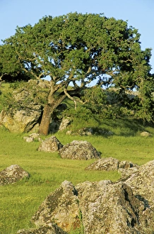 Marie Bush Prints: USA, California. California oak tree scenic