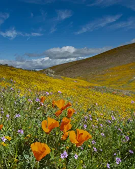 Goldfield Prints: USA, California. California poppies, Filaree, and gold fields superbloom, near Lancaster