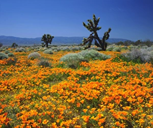 Joshua Tree Prints: USA; California; California Poppies and the Joshua Trees in Antelope Valley