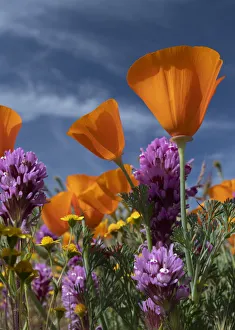 Goldfield Prints: USA, California. California Poppy, Goldfields, Owls Clover against the sky