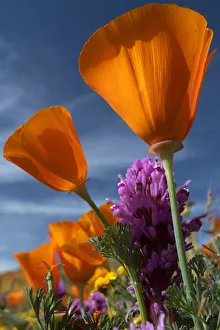 Images Dated 19th February 2020: USA, California. California Poppy, Goldfields, and Owls Clover