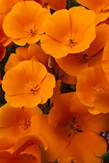 Joshua Tree Prints: USA, California. California Poppy detail, Antelope Valley, California Poppy Reserve