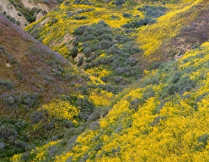 Southwest Usa Prints: USA, California, Carrizo Plain National Monument, Lanceleaf monolopia and tansyleaf