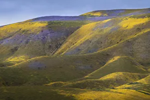 Images Dated 20th June 2019: USA, California, Carrizo Plain National Monument. Purple patches of lacy phacelia