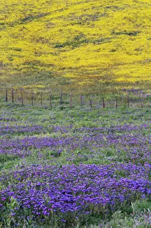 Images Dated 27th July 2023: USA, California, Carrizo Plain National Monument