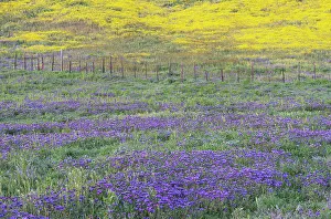 Images Dated 27th July 2023: USA, California, Carrizo Plain National Monument