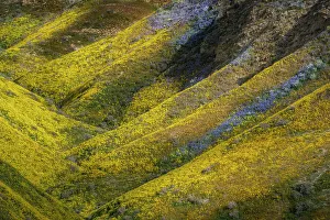 Monolopia Lanceolata Prints: USA, California, Carrizo Plain National Monument