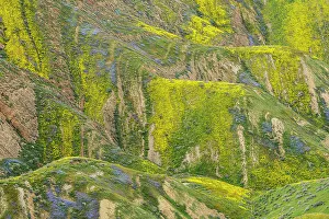 Monolopia Lanceolata Prints: USA, California, Carrizo Plain National Monument