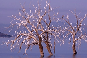 Images Dated 5th February 2010: USA, California, Cattle Egret, Great Blue Heron, roost