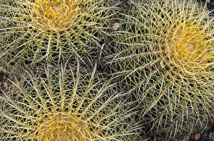 USA: California, Central Coast, Santa Barbara, cactus