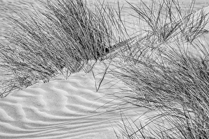 Images Dated 2025: USA, California, Central Coast, Oceano, Dune grass at Pismo State Beach Dune Preserve