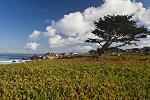 Images Dated 26th December 2010: USA, California, Central Coast, Monterey Peninsula, Pacific Grove coastline