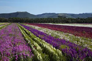 Images Dated 3rd May 2014: USA, California Central Coast, Santa Barbara County, Lompoc, Flower Fields