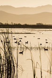Wetlands Prints: USA: California, Central Valley