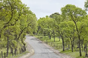 Images Dated 12th April 2012: USA, California, Chinese Camp. Old Don Pedro Road in sylvan landscape. Credit as