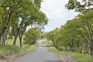 Oak Tree Prints: USA, California, Chinese Camp. Old Don Pedro Road in sylvan landscape. Credit as