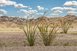 Cactus Prints: USA, California, Chocolate Mountains