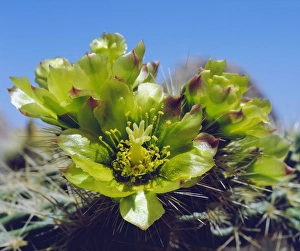 Abundant Prints: USA; California; Cholla Catcus wildflowers in Valley of the Moon