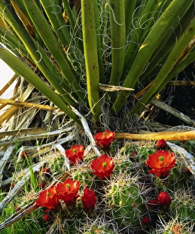 Images Dated 6th May 2014: USA; California; Claret Cup Cactus Wildflowers in Joshua Tree National Park