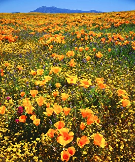 USA, California, Cleveland national Forest