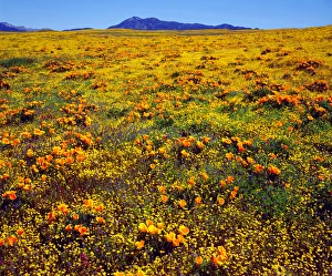 Abundant Prints: USA, California, Cleveland National Forest