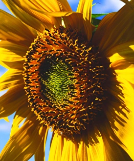 Blowing Prints: USA, California, Close up of a sunflower
