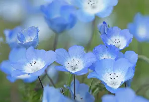 Images Dated 14th February 2024: USA, California. Close-up of baby blue eyes flowers