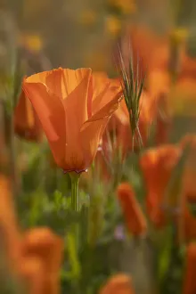USA, California. Close-up of California poppy. Credit as