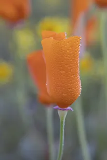 Images Dated 20th June 2019: USA, California. Close-up of California poppy. Credit as