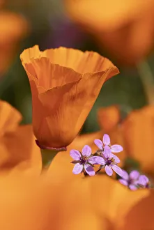 Images Dated 20th June 2019: USA, California. Close-up of California poppy. Credit as