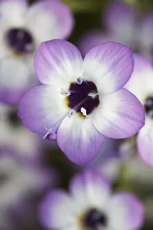 USA, California. Close-up of Davey gilia flower