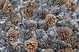 USA, California. Close-up of fallen Jeffrey pine cones in Sierra Nevada Mountains