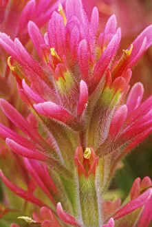 USA, California. Close-up of Indian paintbrush flowers in the Great Basin Desert