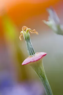 USA, California, Close-up of poppy flower without petals