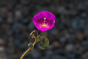 USA, California. Close-up of succulent flower