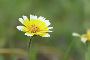 Images Dated 14th February 2024: USA, California. Close-up of tidy tip flower