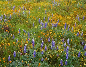 Close Up View Prints: USA, California, Coast Range Mountains, Lush spring bloom of Douglas lupine, goldfields