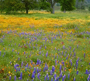 USA, California, Coast Range Mountains, Douglas lupine, purple owls clover, tidy tips