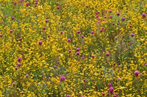USA, California, Coast Range Mountains, Lush spring bloom of goldfields and purple