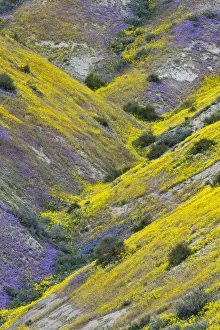 Images Dated 21st January 2020: USA, California. Common Hillside Daisy and phacelia, Carrizo Plain National Monument