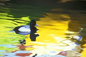 Art Morris Prints: USA, California, Coronado. Lesser scaup drake in colorful water reflections. Credit as