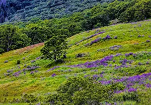 Crescent City Prints: USA, California, Crescent City, Redwoods National Park, Bold Hills