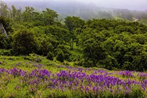 Images Dated 10th May 2021: USA, California, Crescent City, Redwoods National Park, Bold Hills
