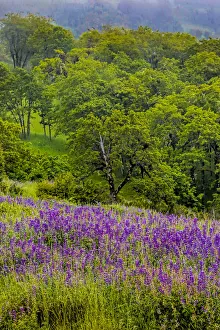 USA, California, Crescent City, Redwoods National Park, Silky Lupine