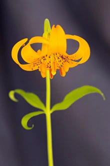Images Dated 16th June 2013: USA, California, Crescent City, Flower
