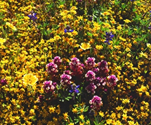 Abundant Prints: USA, California, Cuyamaca Rancho State Park, San Diego